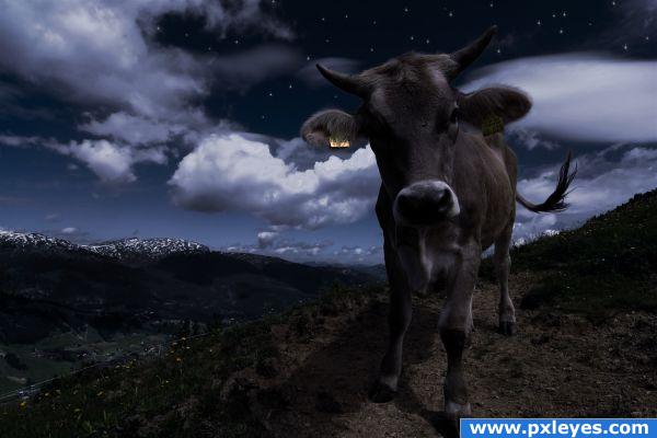 Cow On Montain